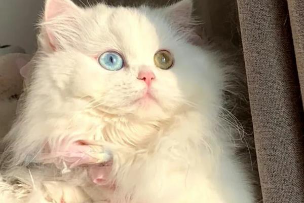 猫的眼睛一只蓝一只黄的原因,可能是基因决定的