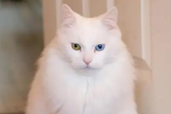猫的眼睛一只蓝一只黄的原因,可能是基因决定的
