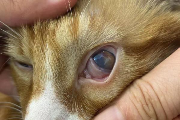 猫的眼睛一只蓝一只黄的原因,可能是基因决定的