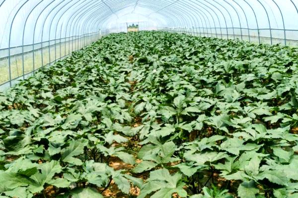 秋葵的种植时间，从4月上旬至8月下旬均可播种