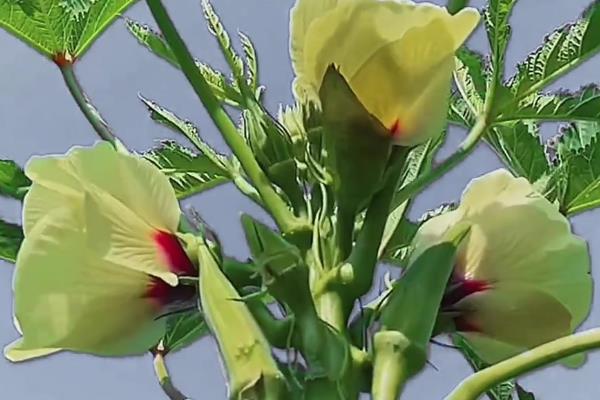 秋葵的种植时间，从4月上旬至8月下旬均可播种