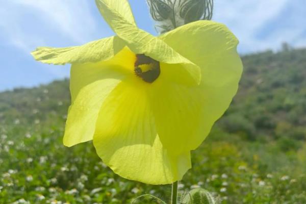 秋葵的种植时间，从4月上旬至8月下旬均可播种