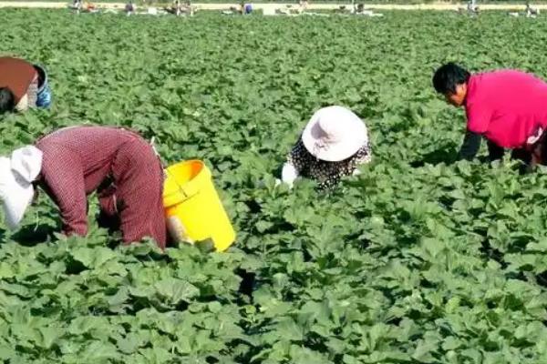 秋葵的种植时间，从4月上旬至8月下旬均可播种