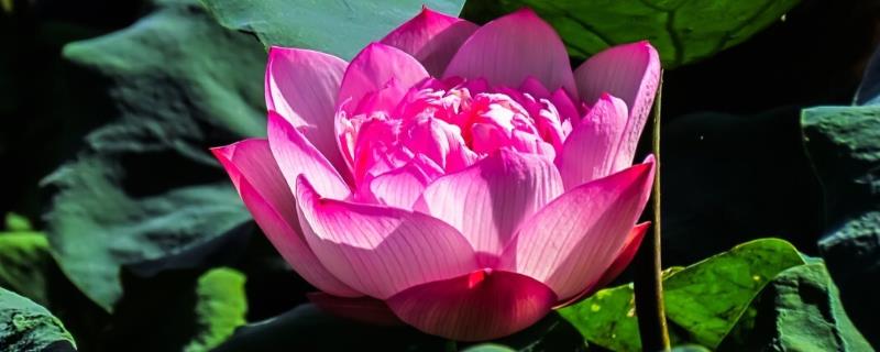 夏天有哪些花，有荷花、茉莉花等