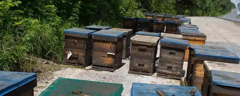 蜂箱有蚂蚁如何解决，洗净晒干可重新使用