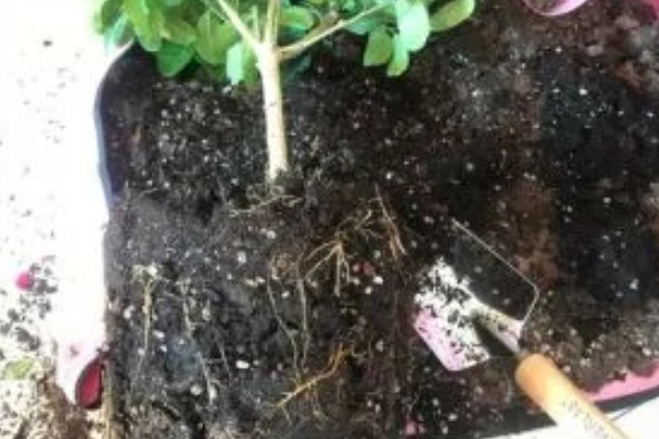 柠檬树掉叶子如何挽救，可以更换土壤