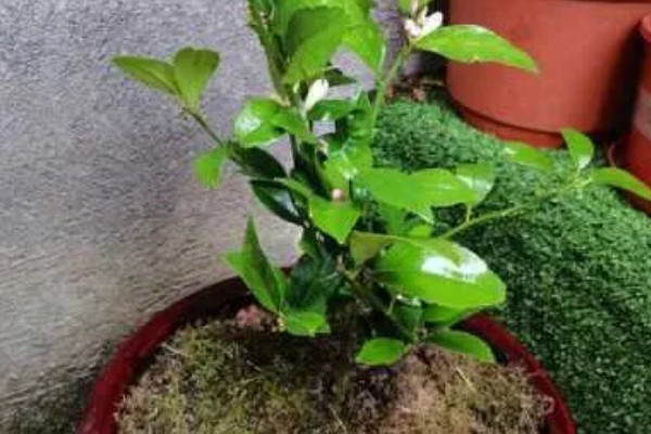 柠檬树掉叶子如何挽救，可以更换土壤