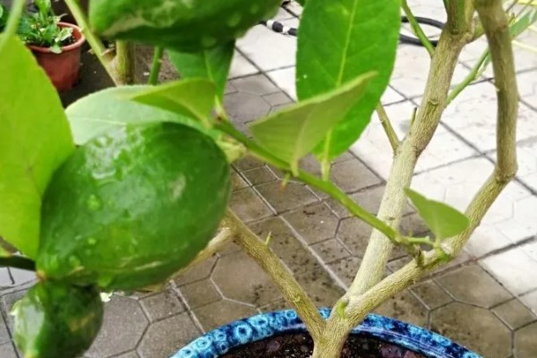 柠檬树掉叶子如何挽救，可以更换土壤