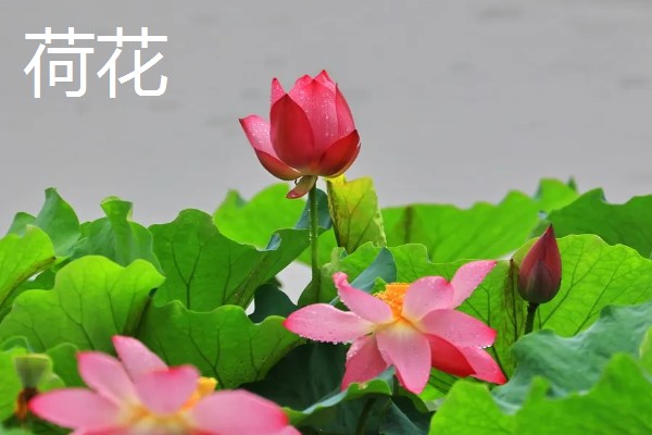 夏天有哪些花,有荷花、茉莉花等