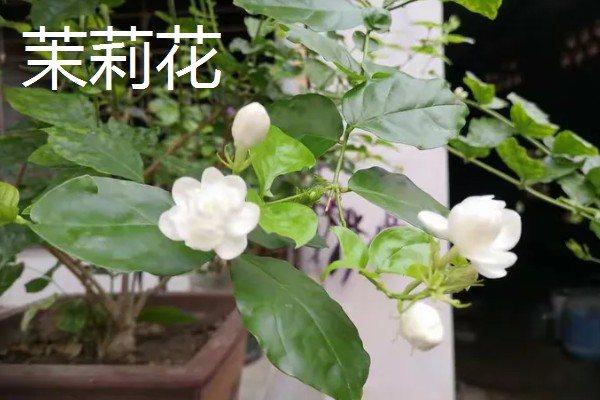 夏天有哪些花,有荷花、茉莉花等