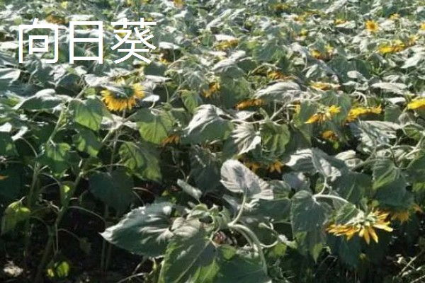 夏天有哪些花,有荷花、茉莉花等