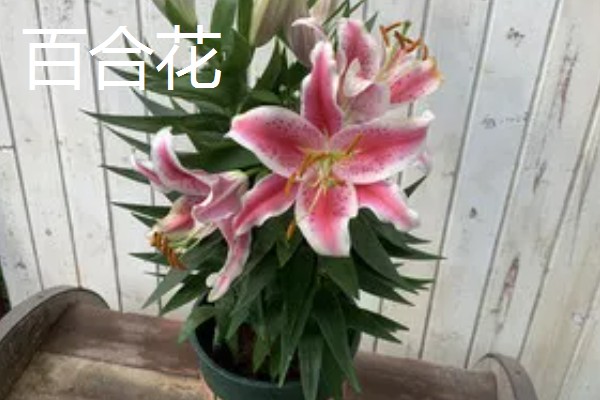 夏天有哪些花,有荷花、茉莉花等