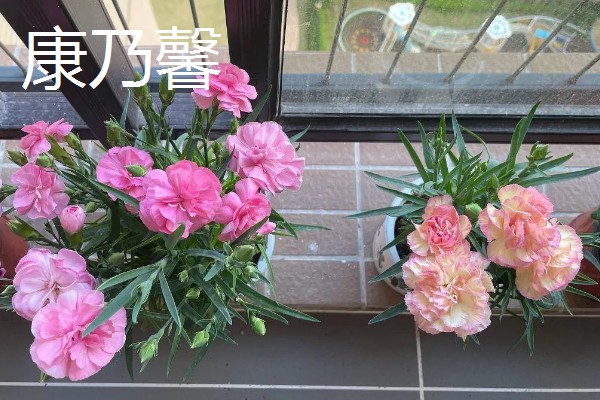 夏天有哪些花,有荷花、茉莉花等