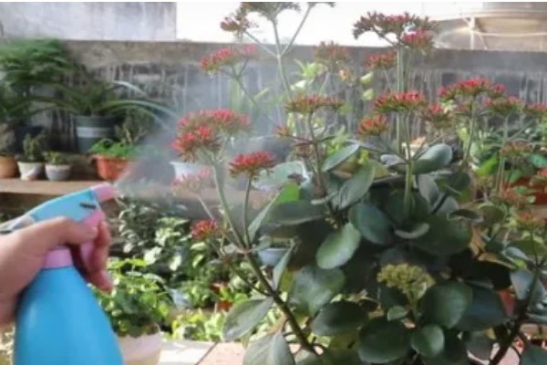 夏天有哪些花,有荷花、茉莉花等