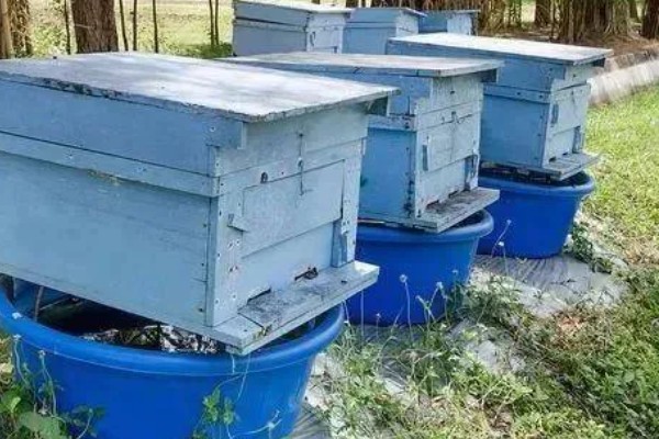 蜂箱有蚂蚁如何解决,洗净晒干可重新使用