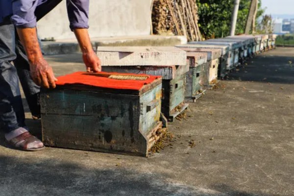 蜂箱有蚂蚁如何解决,洗净晒干可重新使用