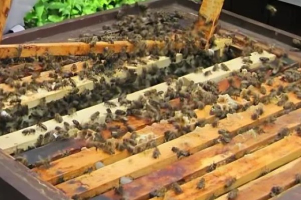 蜂箱有蚂蚁如何解决,洗净晒干可重新使用