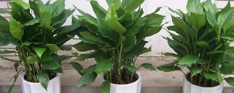 万年青会开花吗，在5-6月开花