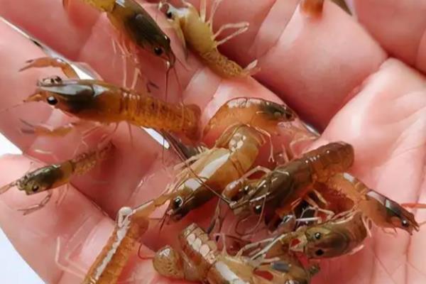 选购小龙虾苗的方法,可以看颜色、虾壳等