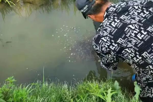 选购小龙虾苗的方法,可以看颜色、虾壳等