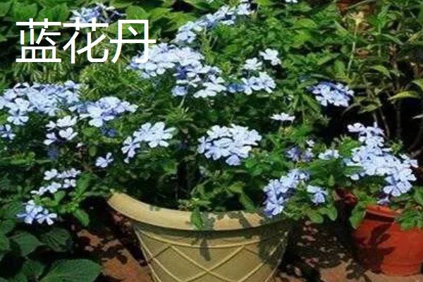 蓝花丹与蓝雪花的区别是什么，没有区别
