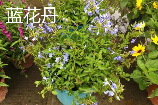 蓝花丹与蓝雪花的区别是什么，没有区别