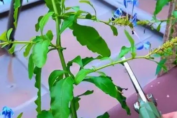 蓝花丹与蓝雪花的区别是什么，没有区别