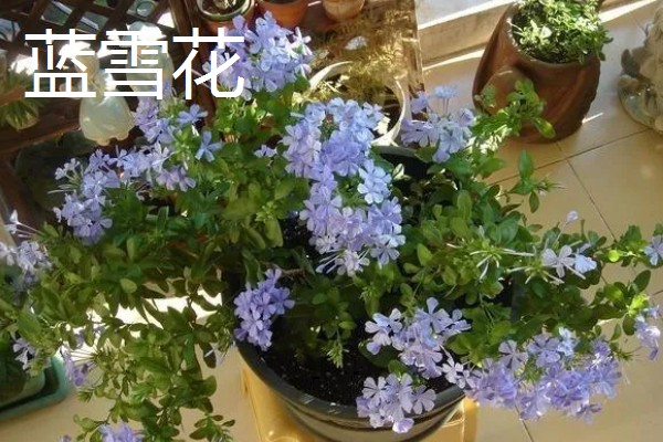 蓝花丹与蓝雪花的区别是什么，没有区别
