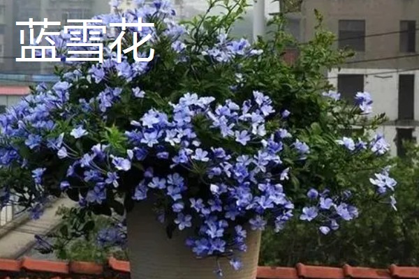 蓝花丹与蓝雪花的区别是什么，没有区别