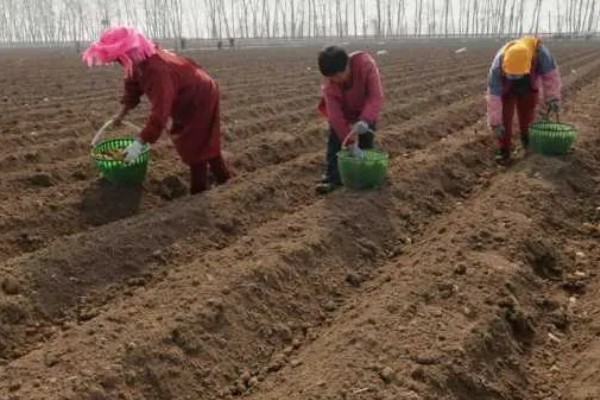 几月份种土豆好，一般在4月中下旬到5月初进行播种