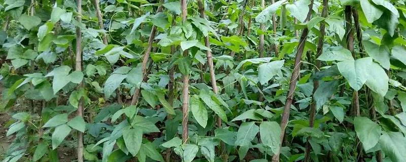 四季豆可以保存多久，可以保存三到七天