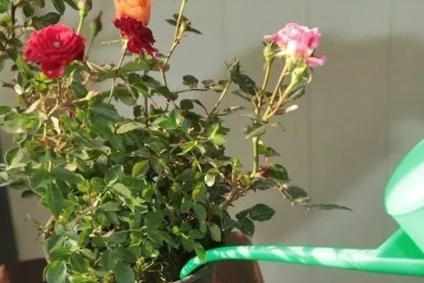 玫瑰花花苞下垂如何处理,可补充水分并提高温度