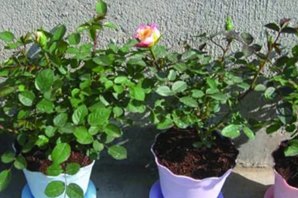 玫瑰花花苞下垂如何处理,可补充水分并提高温度