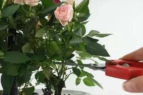 玫瑰花花苞下垂如何处理,可补充水分并提高温度