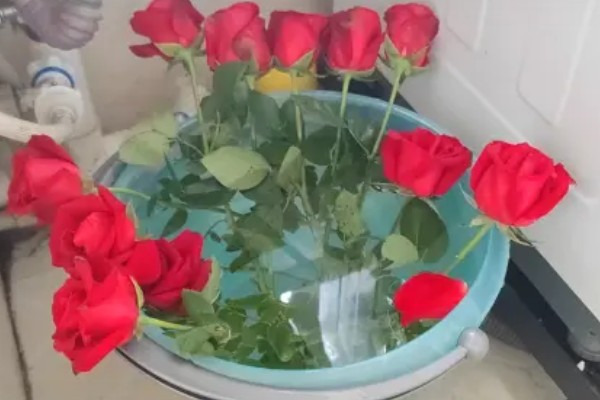玫瑰花花苞下垂如何处理,可补充水分并提高温度
