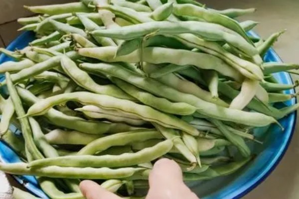 四季豆可以保存多久,可以保存三到七天