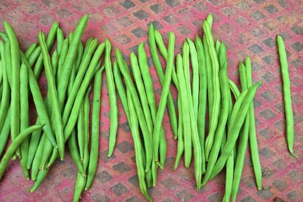 四季豆可以保存多久,可以保存三到七天