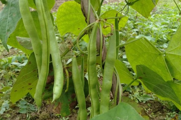 四季豆可以保存多久,可以保存三到七天