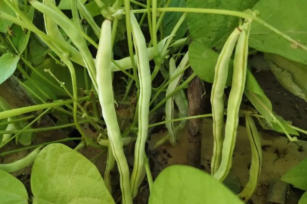 四季豆可以保存多久,可以保存三到七天