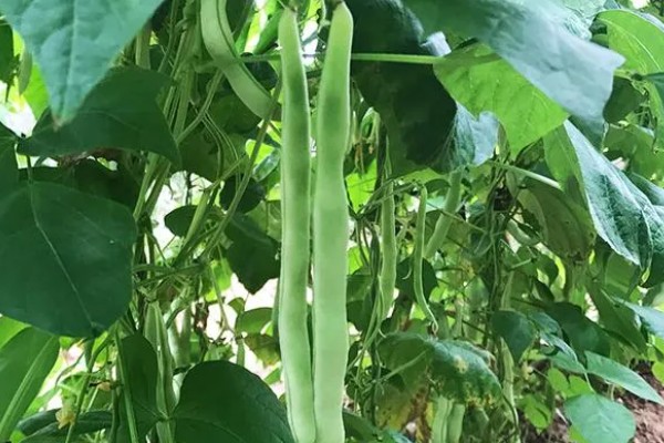 四季豆可以保存多久,可以保存三到七天