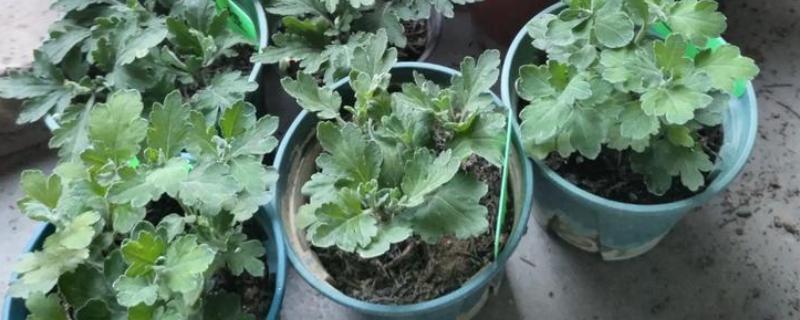 菊花的移栽方式，剪除不良根系经过消毒后再种植