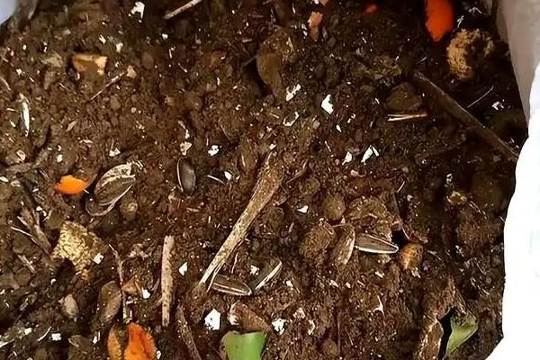 菊花的移栽方式，剪除不良根系经过消毒后再种植