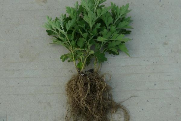菊花的移栽方式，剪除不良根系经过消毒后再种植