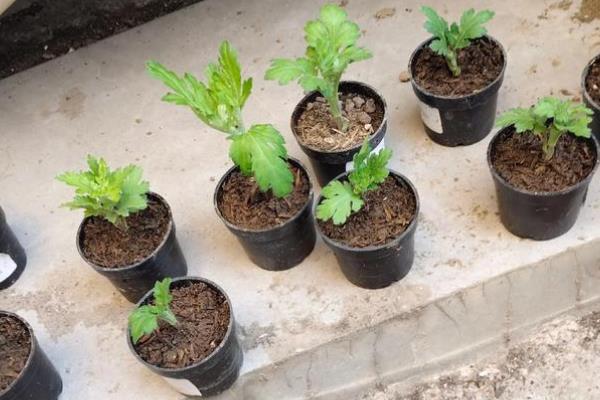 菊花的移栽方式，剪除不良根系经过消毒后再种植