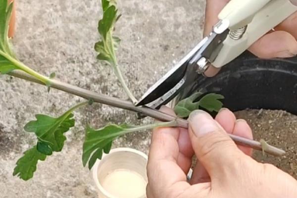 菊花的移栽方式，剪除不良根系经过消毒后再种植