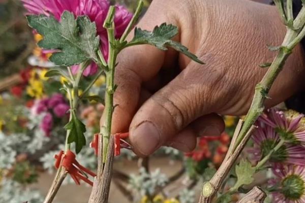 菊花的移栽方式，剪除不良根系经过消毒后再种植