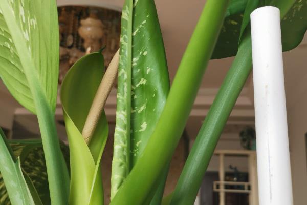 万年青会开花吗,在5-6月开花