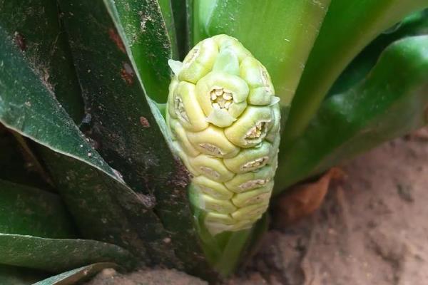 万年青会开花吗,在5-6月开花