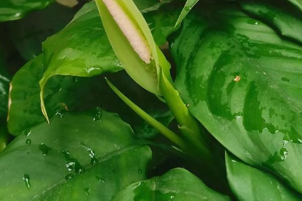 万年青会开花吗,在5-6月开花