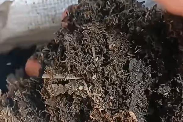 万年青会开花吗,在5-6月开花